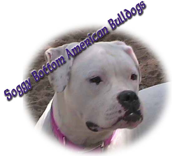 sbkbanner.jpg